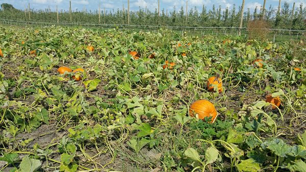 Johnson Farms Plants & Pumpkins